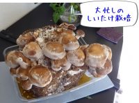 しいたけ菌床栽培キットが大豊作♫