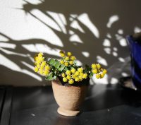 団地内で日向ぼっこな毎日｜日向ぼっこの効用？体温アップしました