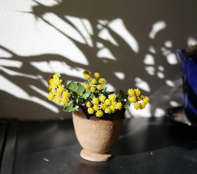 団地内で日向ぼっこな毎日|日向ぼっこの効用?体温アップしました