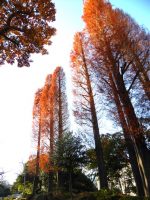 青空に燃え立つメタセコイヤの紅葉で一句|ワタシ的プレバト俳句