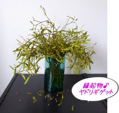 吉兆しらせる縁起物の植物「ヤドリギ」を拾いました♪