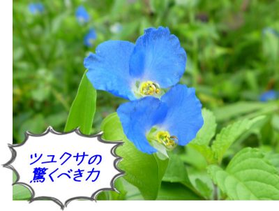 実は鴨跖草（オウセキソウ）という薬草。ツユクサの素晴らしい効能