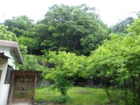 庭に柿の木♪　近隣のご紹介