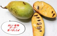 めったに食べられない”森のカスタード”なる果物ポーポーにありつきました。