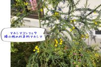 アカシアはミモザ?|アカシア・コンフェルタ植えました