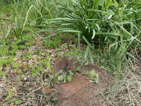 ほったらかし栽培記録-③｜苗植え付け一週間経過