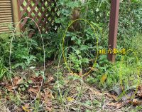 ほったらかし栽培記録-④｜トマト結実してる♪　