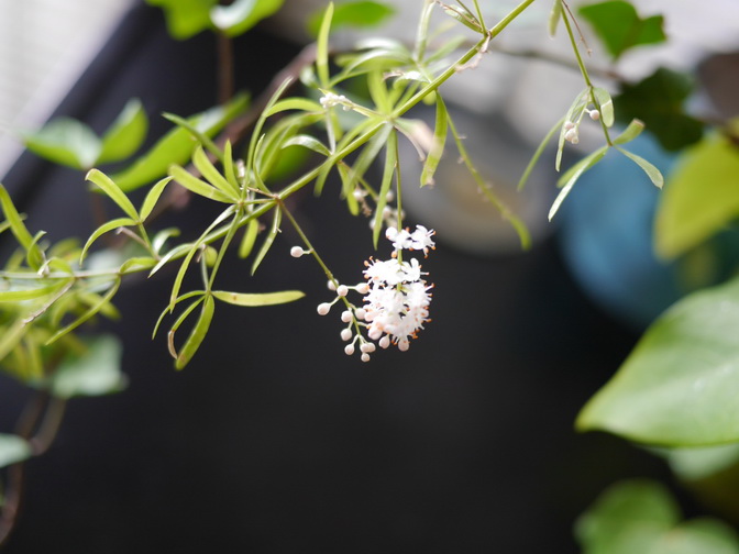 脳のアップデートに伴うプリインストプログラムの起動｜決めれば実行される