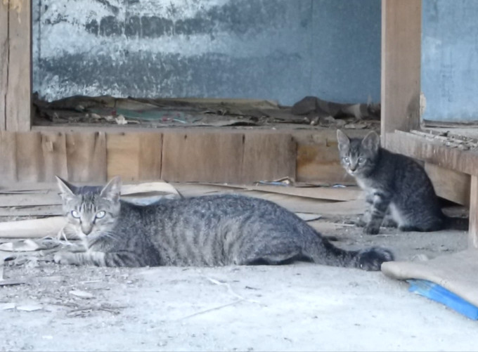 かーさんトラ猫の来し方