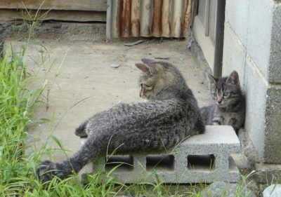 毎日、子連れでやってくるトラ猫の食欲がすごい