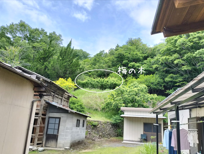 まだまだ続く梅仕事♪裏山の梅、こっそり、どっさりいただきましたぁ