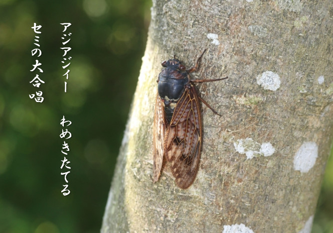 暑さの影響！？はやくもセミの大合唱がはじまった