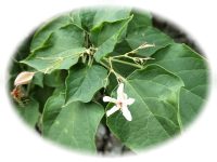 「心頭滅却すれば火もまた涼し」の真髄｜坐行メモ