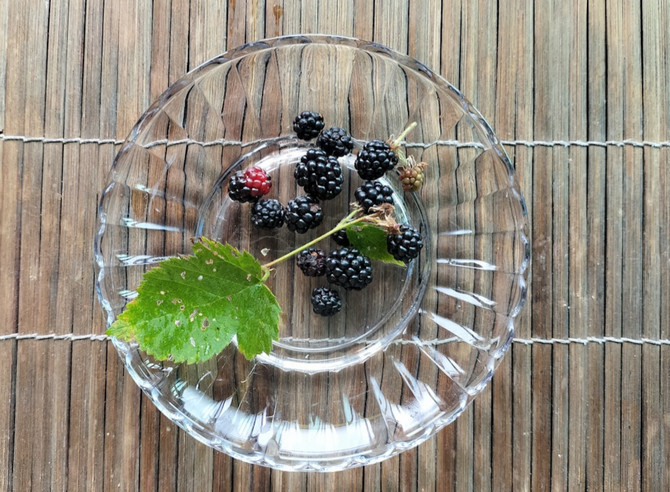 ひっそり実っていたブラックベリー｜秋もひっそり近づいてる！？