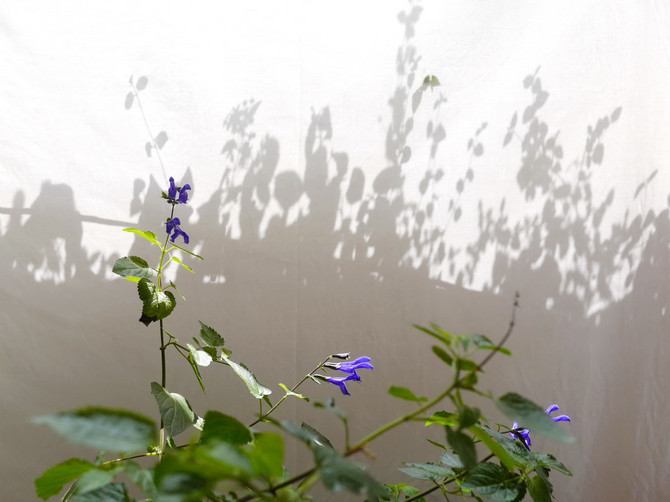 丹田を上下から圧する。天の氣と地の氣を練る。｜坐行メモ