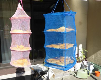 百目柿でスライス干し柿（ドライ柿）つくり