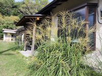 ススキ揺れ、金木犀香る