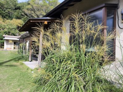 ススキ揺れ、金木犀香る
