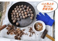 悪戦苦闘して山の恵み「鬼のように堅いオニグルミ」を食す♪