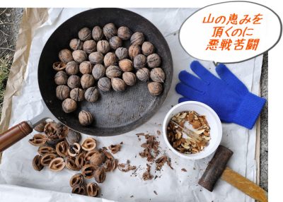 悪戦苦闘して山の恵み「鬼のように堅いオニグルミ」を食す♪