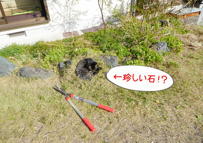 日向ぼっこしながら庭掃除