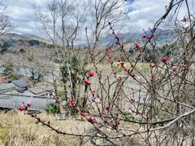 咲き始めたら一気に満開