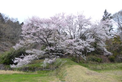 のどかな春。朦朧と過ごす。善き哉♪