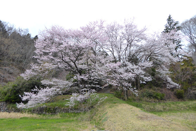 のどかな春。朦朧と過ごす。善き哉♪