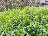 散歩でお声掛けくださる身延町住民の方たち