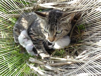 安穏な暮らしに事件発生！