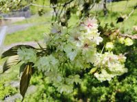 黄緑の八重桜「御衣黄桜（ギョイコウザクラ）」