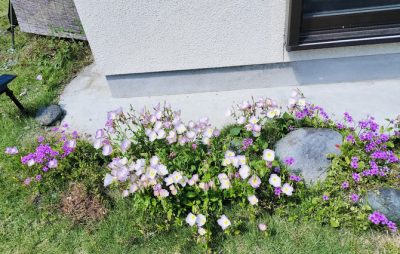 そのうち、最もいい方向に”成るように為る”不思議。　