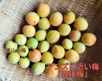 杏と梅の交配種「豊後梅」を味醂・塩・昆布の簡単梅漬けにしましたよ